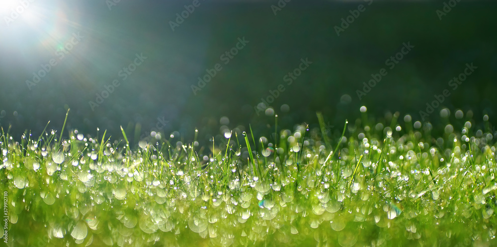 Green border of grass. Many dew drops glow and sparkle in sun in morning fresh wet grass in nature. 