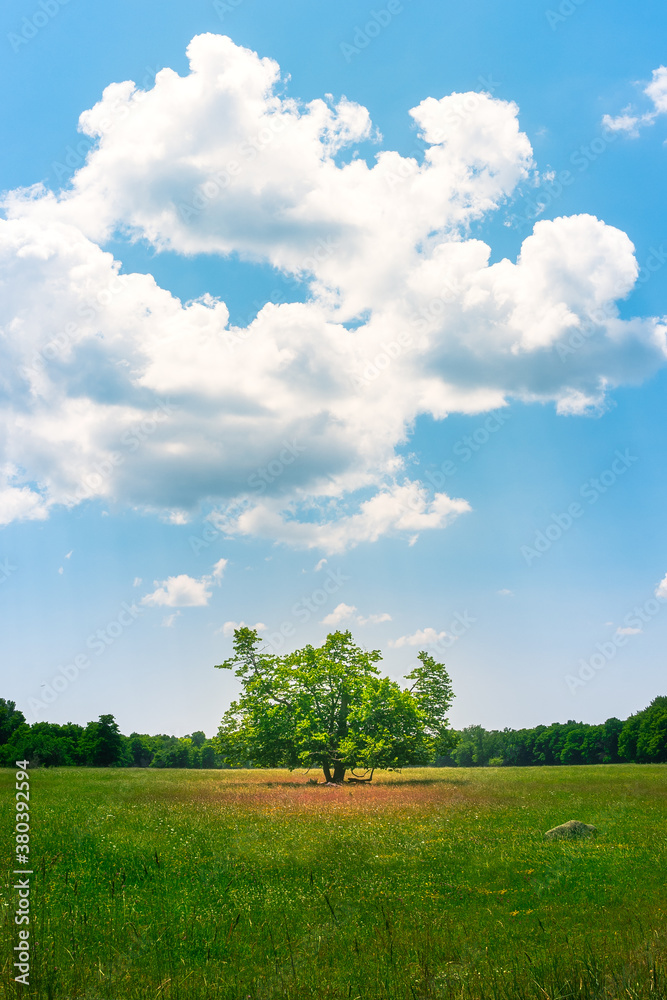 green field, blue sky, and the lone tree