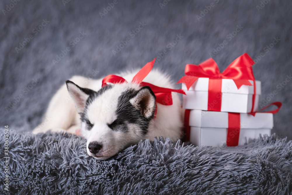 A small white dog puppy breed siberian husky with red bow and gift boxes sleep on grey carpet. Perfe