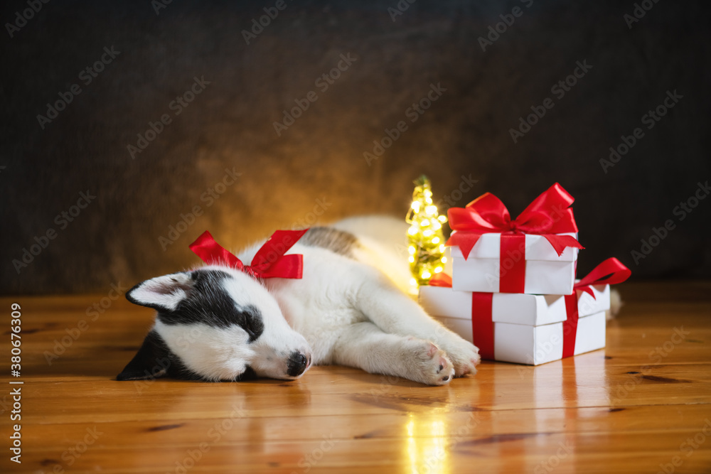 一只白色小狗品种的西伯利亚哈士奇，带着红色蝴蝶结和礼盒，睡在木地板上。完美