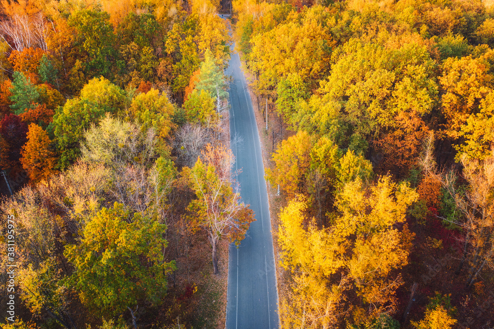 日落时美丽的秋林中的道路鸟瞰图。道路空旷，树木繁茂，色彩缤纷