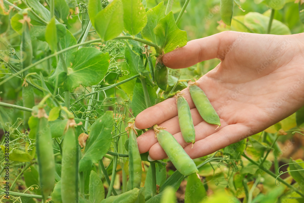 花园里有新鲜成熟的绿豌豆的农民，特写