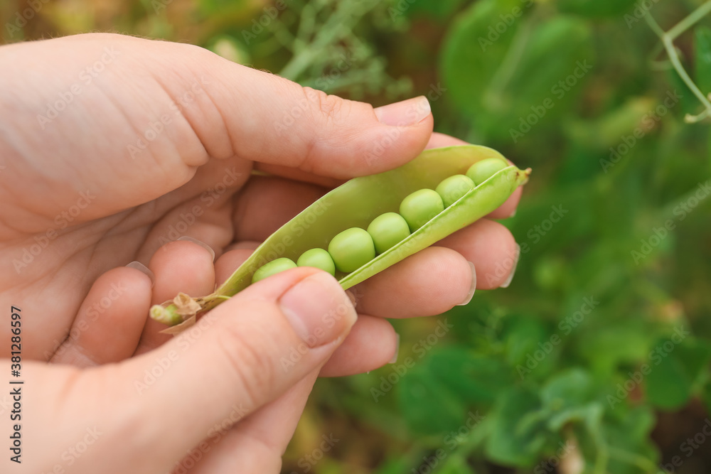 花园里有新鲜成熟的绿豌豆的农民，特写