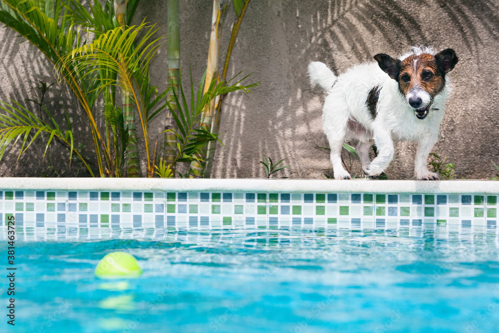 Funny photo of jack russell terrier puppy playing with fun in swimming pool - jump, dive deep down t