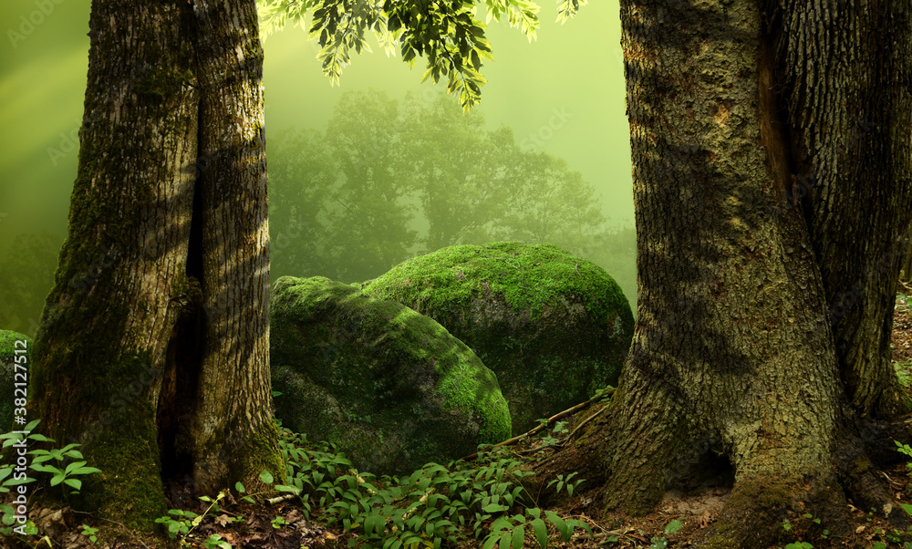 Forest landscape with old massive hollowed trees and mossy rocks