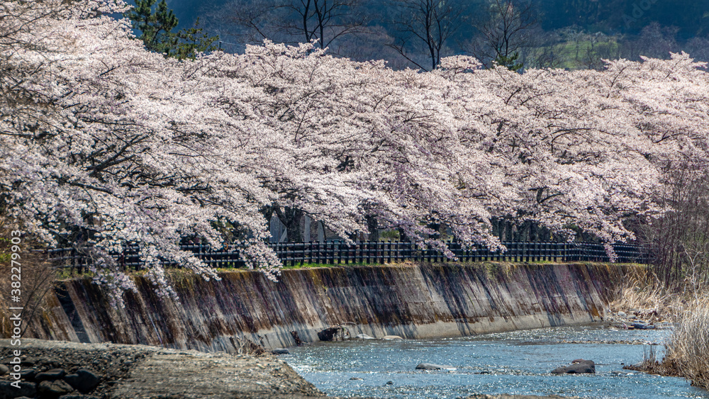 Cherry Blossoms in full bloom