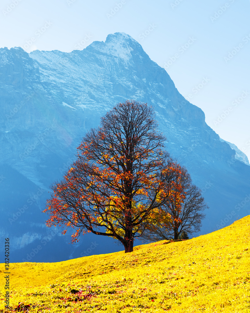 格林德瓦尔德村橙色树木、绿色草地和蓝色山脉的秋天风景如画