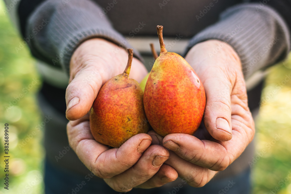 Pears in hands. Old farmer holding harvested fruit