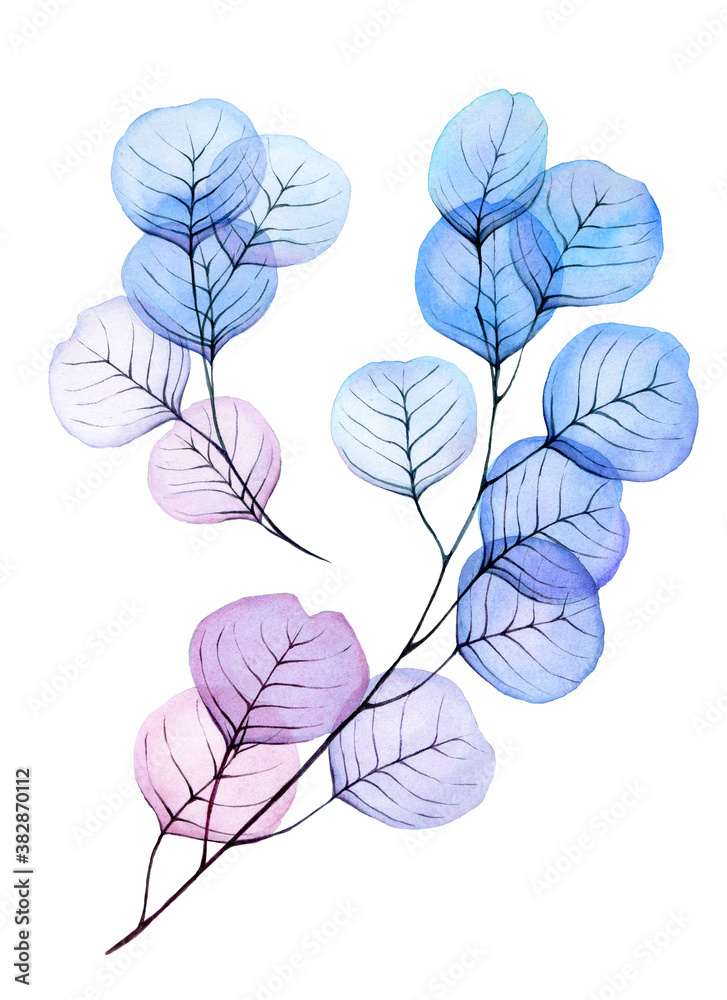 watercolor drawing, set of transparent leaves and branches of eucalyptus. clipart with abstract leav