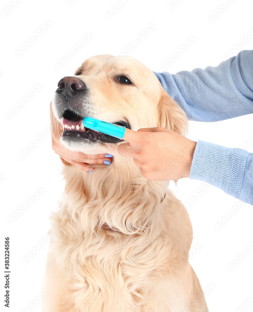 主人在白底上给可爱的小狗刷牙