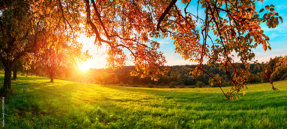 Sonne geht hinter einem schönen Baum im Herbst unter, mit rotem Laub, grüner Wiese und blauem Himmel