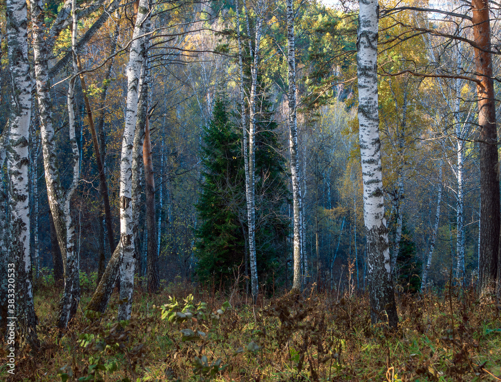 克拉斯诺亚尔斯克附近西伯利亚国家保护区的一片秋季森林。