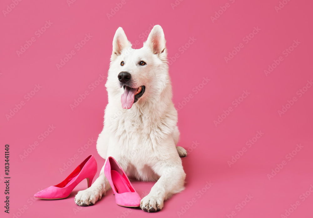 有趣的顽皮狗，颜色背景是鞋子