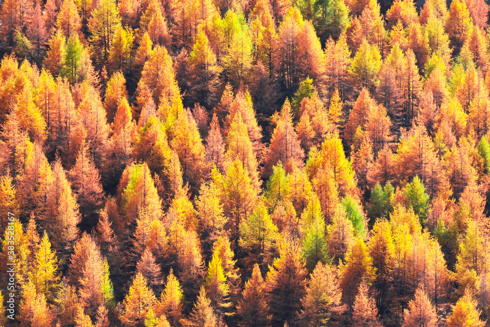 Beautiful evergreen forest with larch trees turning to their unique autumn golden color. Swiss Alps.