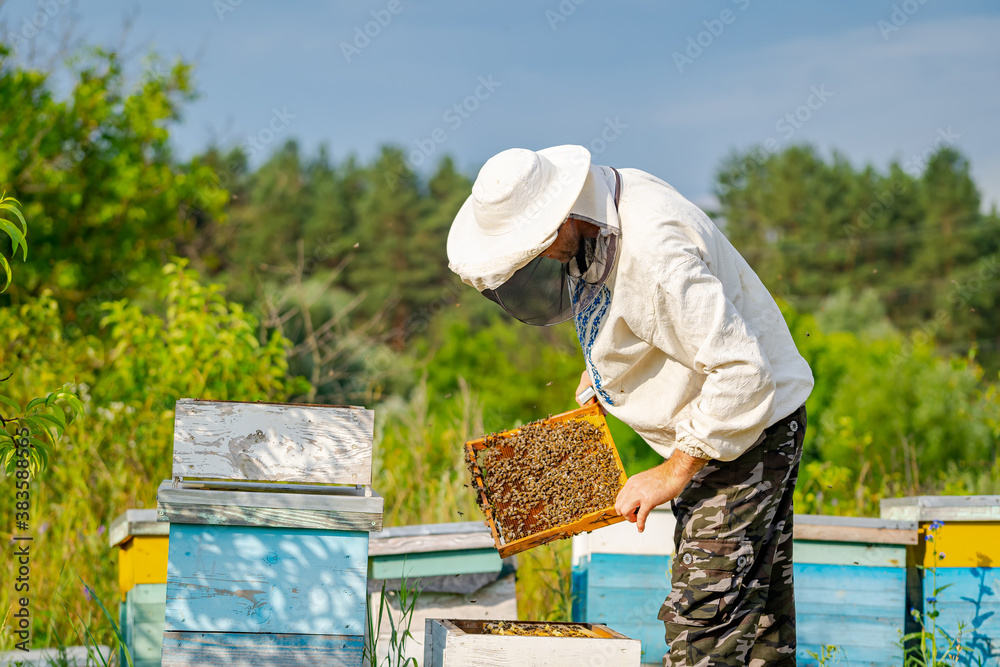 养蜂人穿着防护服。养蜂场的蜂巢背景。春天有人在养蜂场工作。