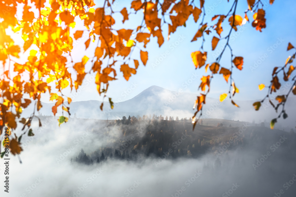 Amazing scene on foggy autumn mountains. Yellow birch branches with glowing leaves in fantastic morn