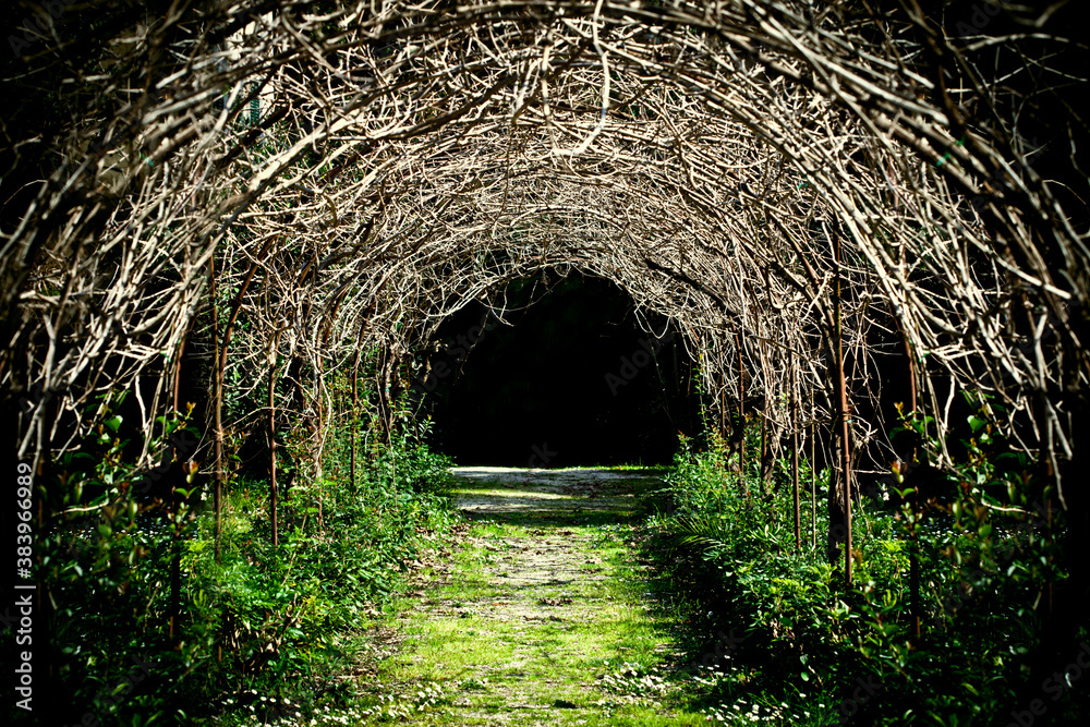 	tunnel of grape branches