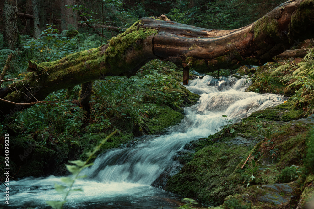 Wild cascade river situated in cold evening  forest mountain environment.