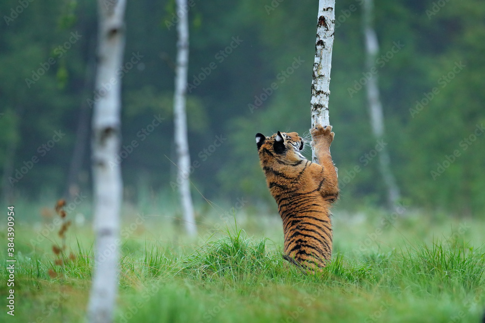 Siberian tiger in nature forest habitat, foggy morning. Amur tiger playing with larch tree in green 