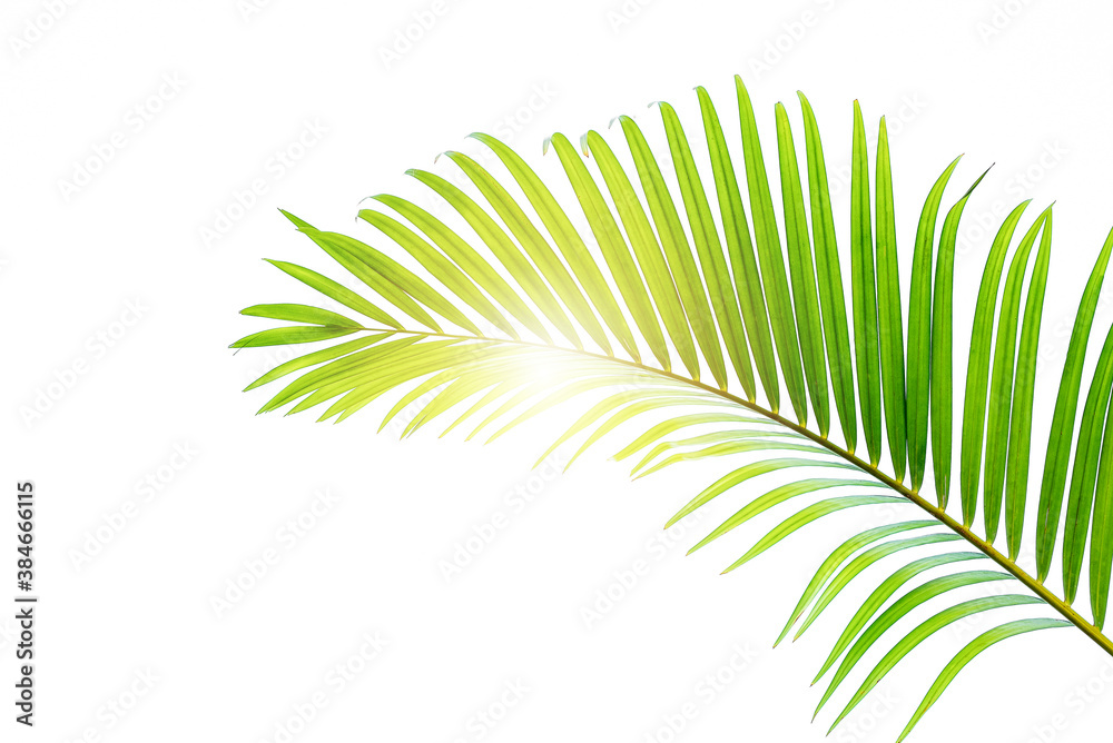 Concept texture leaves abstract green nature background tropical leaves coconut isolated on white ba