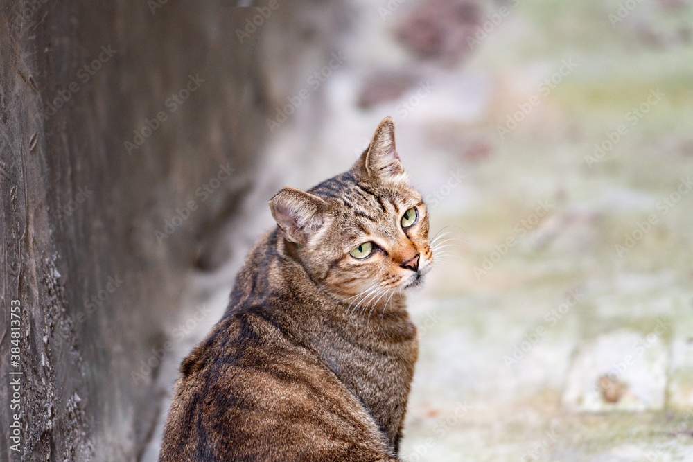 stray fat tabby cat sitting near the old walls of the house.
