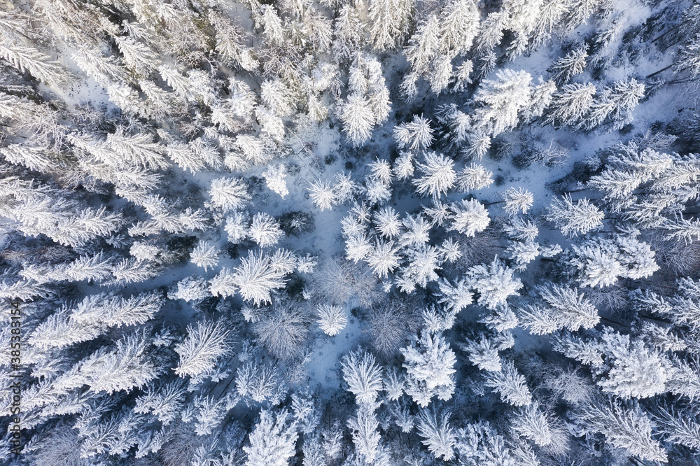 Aerial view on the forest at the winter time. Natural winter landscape from air. Forest under snow a