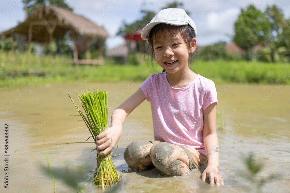 Asian cute little girl learn transplant rice seedlings  in rice field.