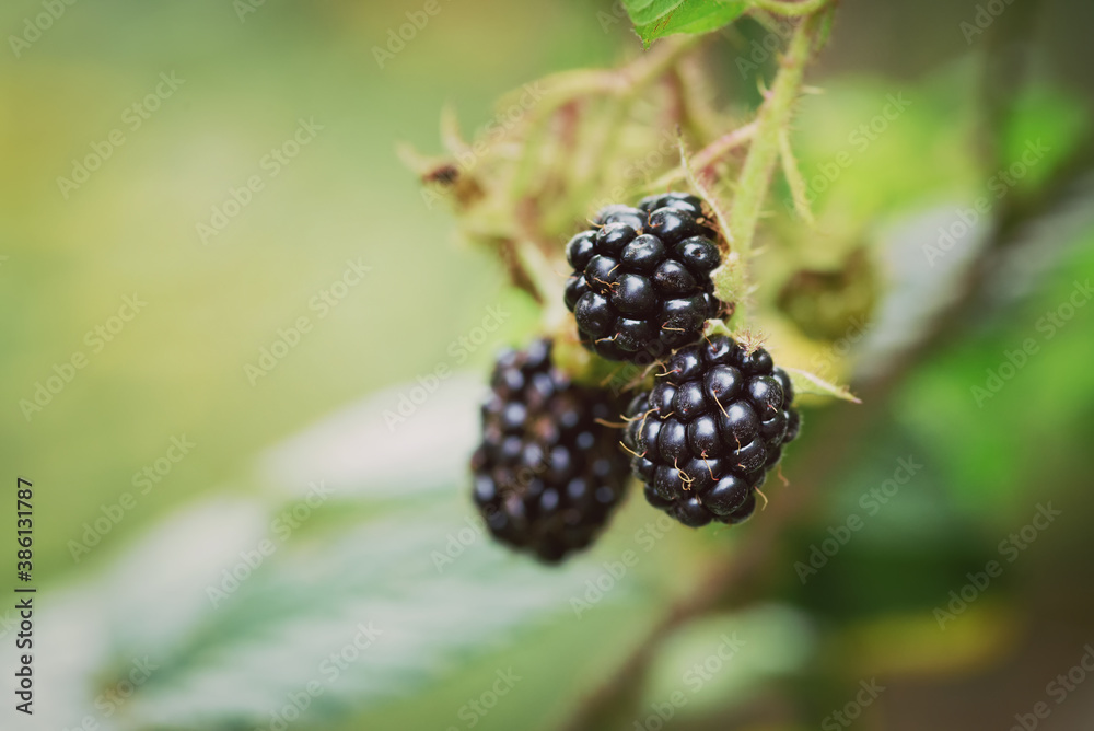 Wild blackberries on the branch. Close-up view of ripe blackberry fruits growing on the shrub in for