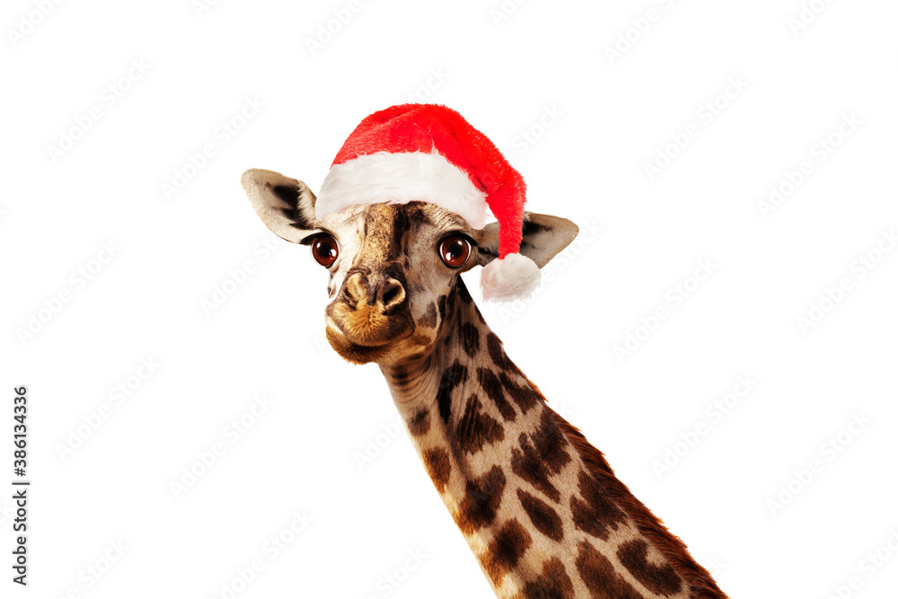 Funny photo of giraffe head in Santa Claus hat isolated on white