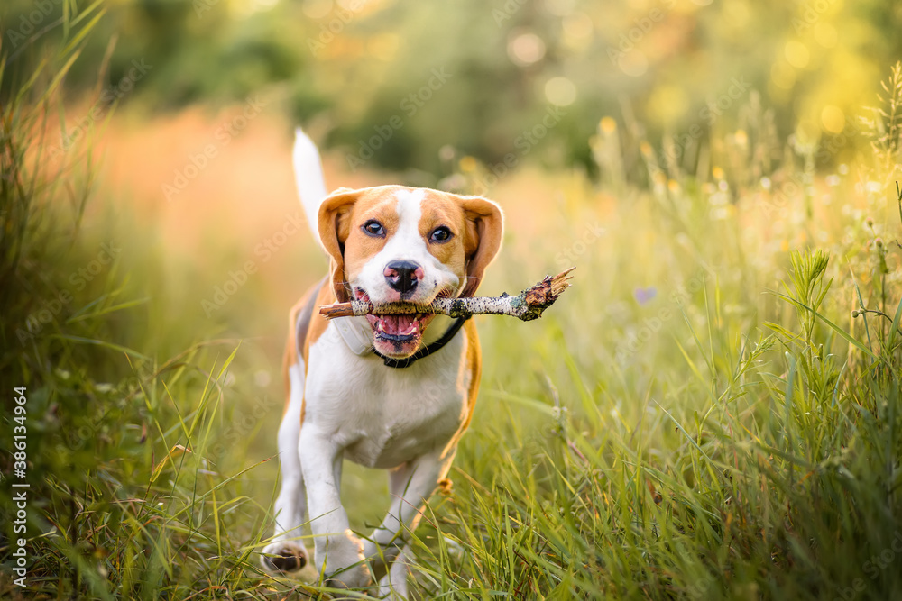 Beagle dog fast running with stick in mouth. Dog playing fetch with the stick outdoors. Active dog p