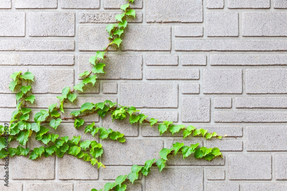 Background of The ivy leaf on the white wall