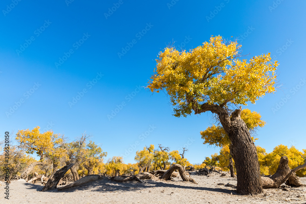 populus diversifolia against a blue sky