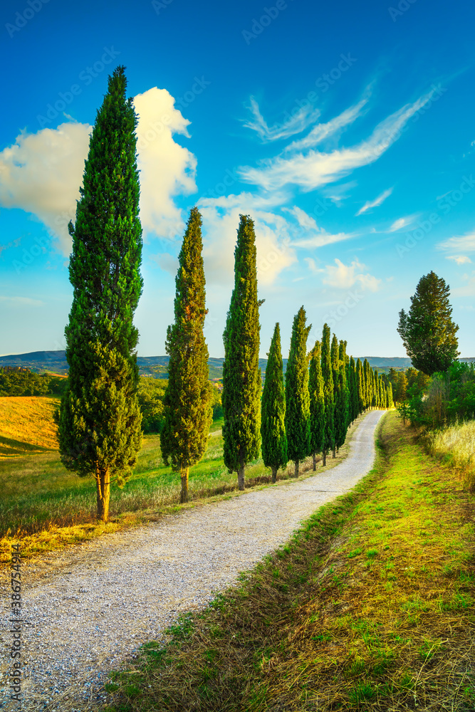 Cypress trees road in Certaldo canonica park at sunset. Florence, Tuscany, Italy