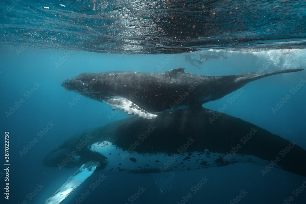 蓝海水面附近水下的鲸鱼家族母亲和幼崽