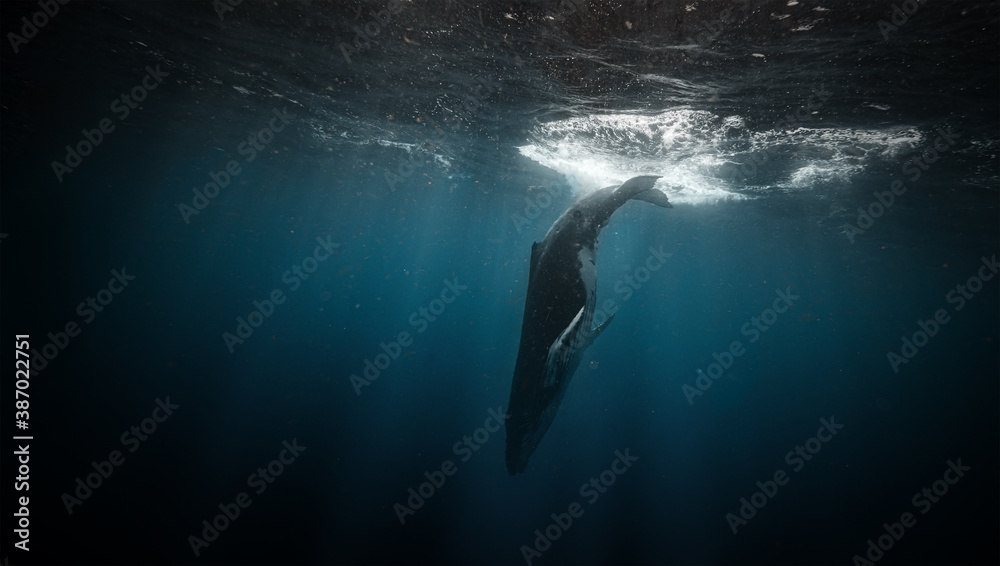 Humpback whale calf underwater diving down into the deep sea, blue water background