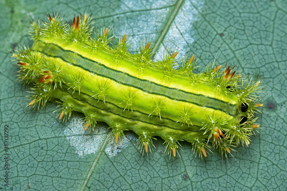 Close green moth caterpillar on green leaf. Macro green animal.
