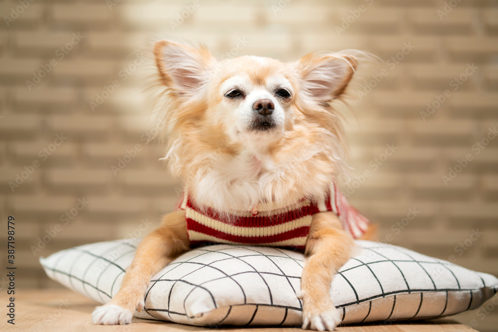 可爱的棕色吉娃娃高级狗坐在枕头上放松，穿着带模糊砖背的红色条纹布