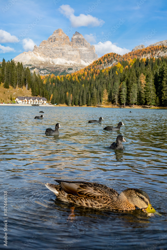 VERTICAL: Duck dips beak into tranquil refreshing water of Lago di Misurina