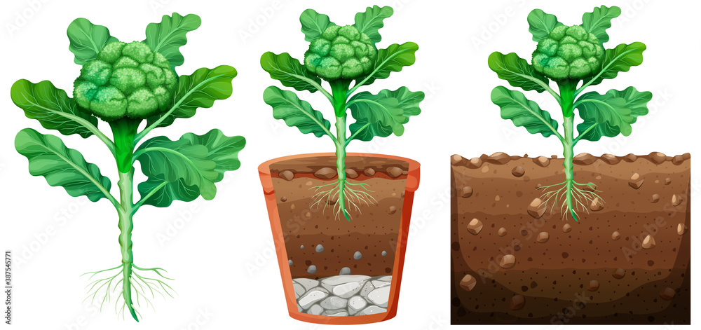 Set of broccoli plant with roots isolated on white background