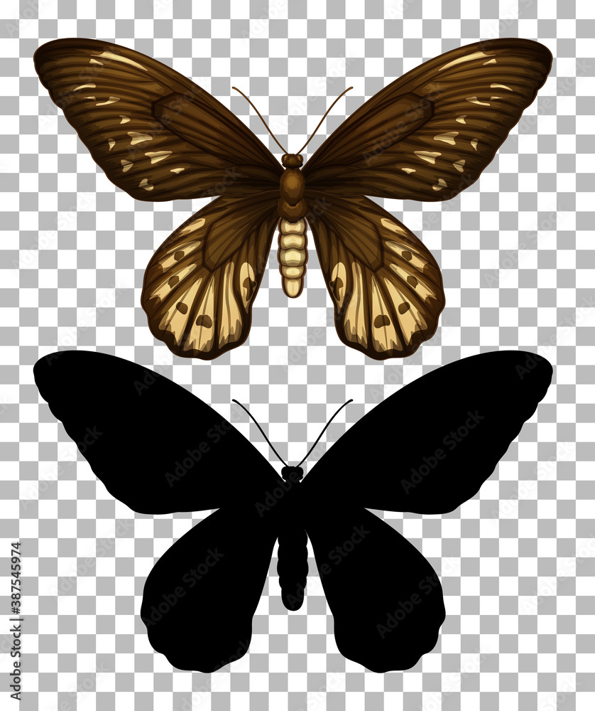 透明背景下的蝴蝶及其轮廓