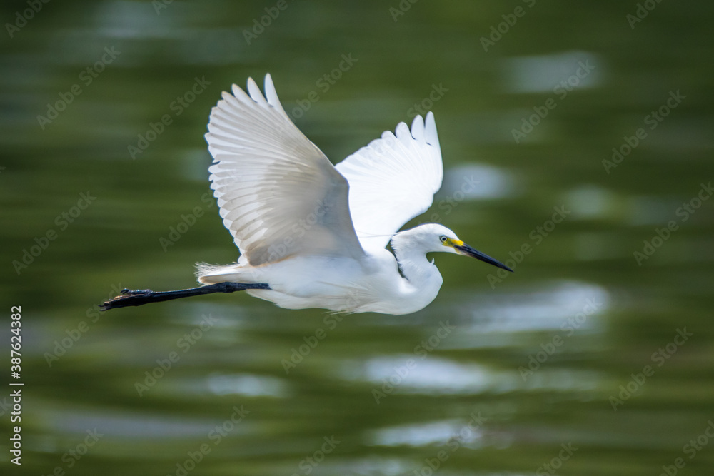 the great white heron flying