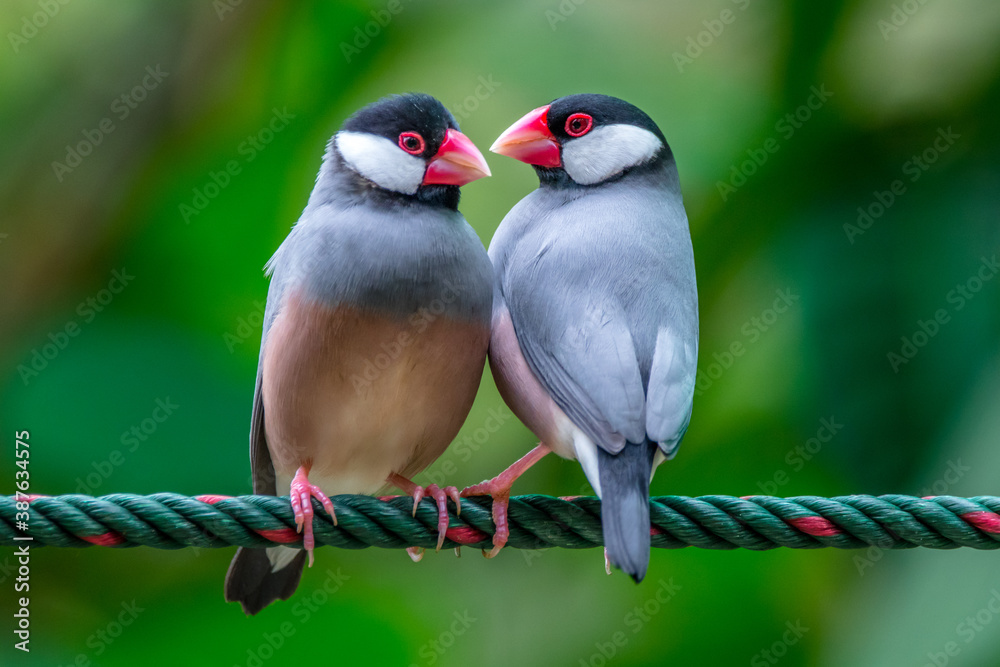爪哇麻雀也被称为爪哇雀、爪哇米麻雀或Lonchura oryzivora