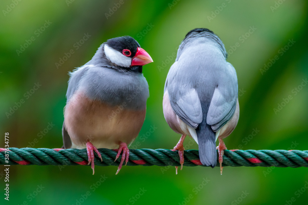 The Java sparrow also known as Java finch, Java rice sparrow or Lonchura oryzivora