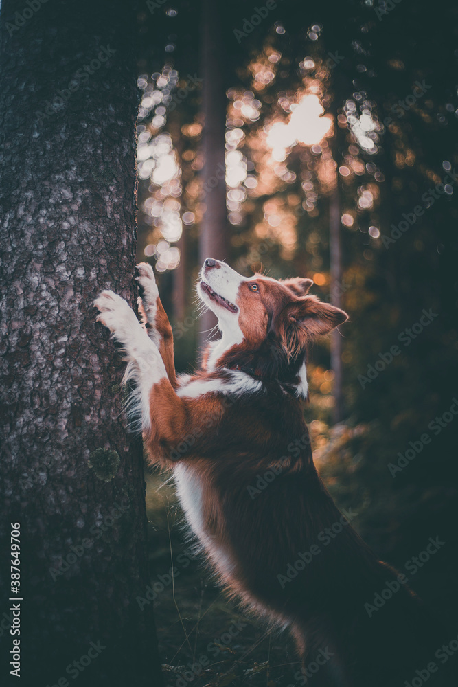 棕色边境牧羊犬抬头看树，爪子放在树干上，好奇——中等镜头。