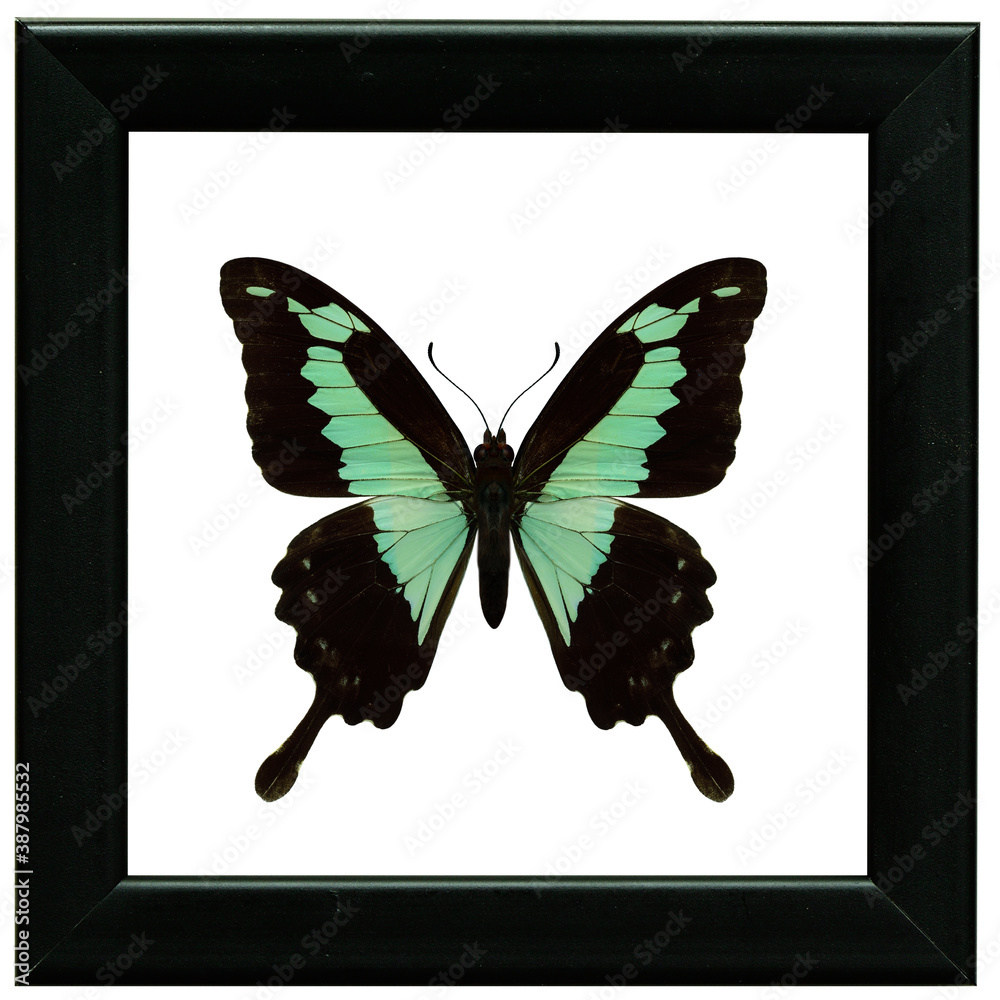 Apple-green or green-banded swallowtail (Papilio phorcas) beautiful pale green butterfly in black fr