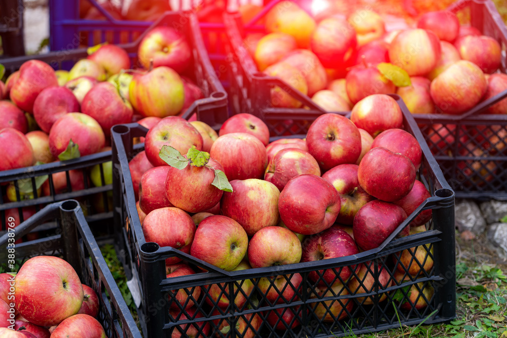 有机成熟的红苹果装在塑料盒子里。秋天收获的聚宝盆在秋天。新鲜的水果在上面