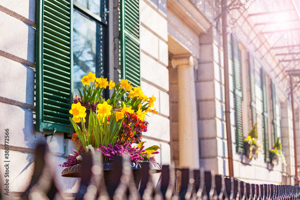 波士顿市中心花盆里的花朵，五颜六色的花瓣