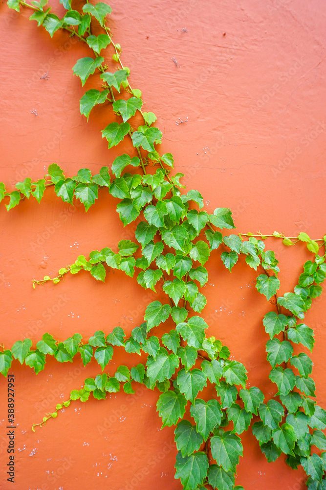 Vintage concrete red wall creeper