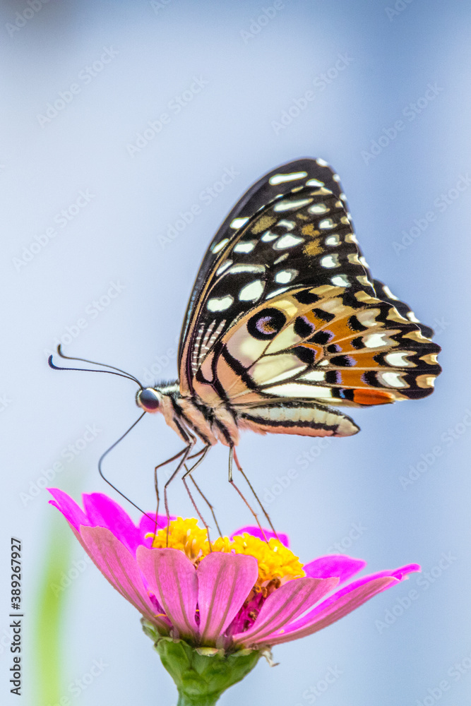 butterfly perched on flowers