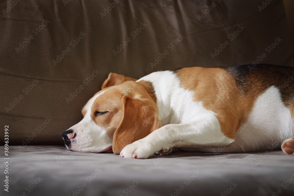 Beagle dog sleeping indoor on the sofa